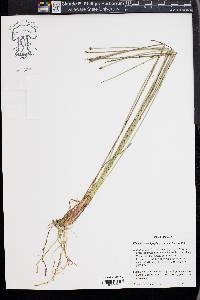 Eleocharis pachystyla image