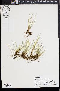 Eleocharis olivacea image