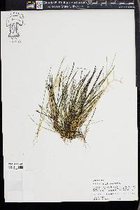 Eleocharis olivacea image