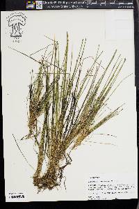 Eleocharis olivacea image