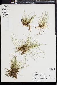 Eleocharis olivacea image