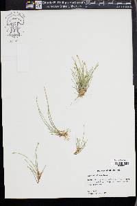 Eleocharis olivacea image