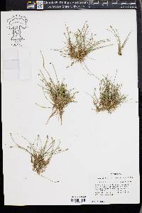 Eleocharis olivacea image