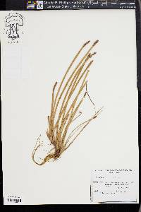 Eleocharis parodii image