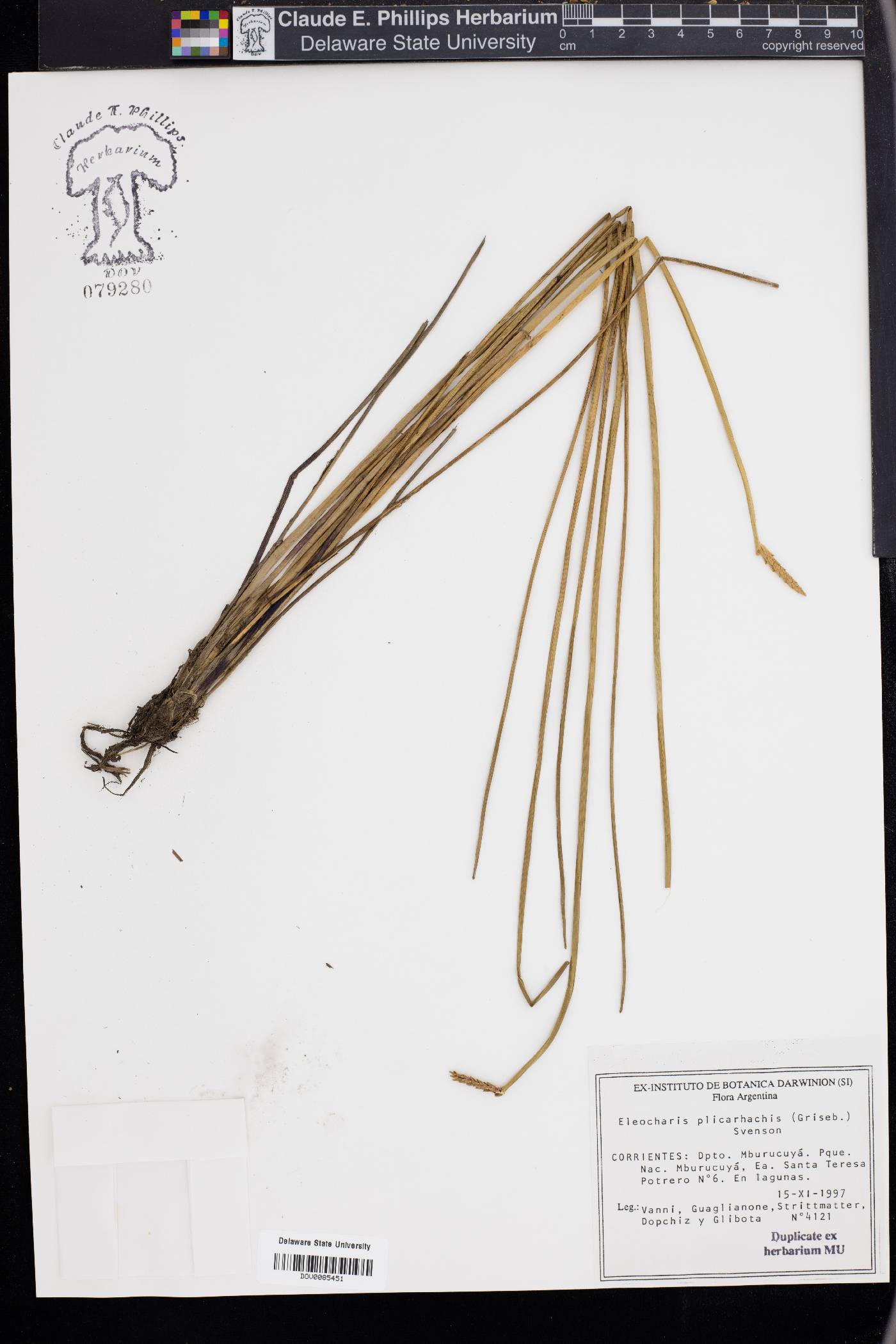 Eleocharis plicarhachis image