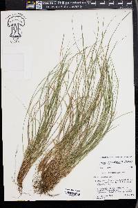 Carex reznicekii image