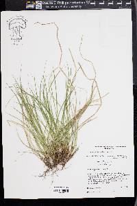 Carex reznicekii image