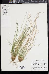 Carex reznicekii image