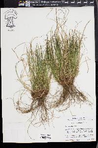 Carex reznicekii image