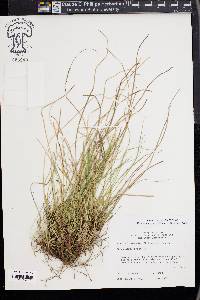 Carex reznicekii image