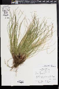 Carex reznicekii image