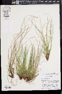 Carex reznicekii image