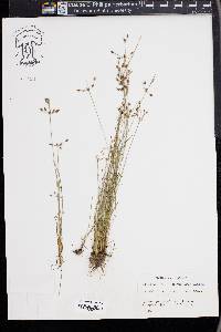 Fimbristylis annua image