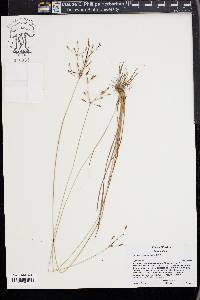 Fimbristylis annua image