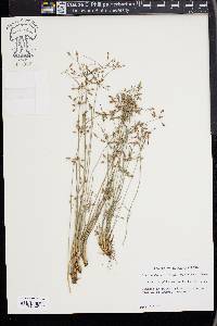 Fimbristylis annua image