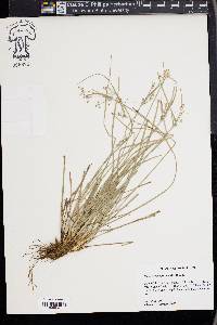 Fimbristylis annua image