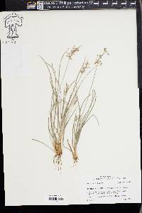 Fimbristylis annua image