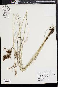 Fimbristylis castanea image