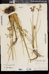 Fimbristylis castanea image