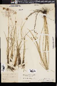 Fimbristylis castanea image