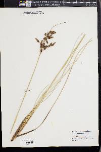 Fimbristylis castanea image