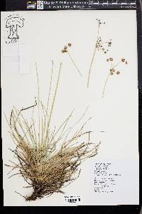 Fimbristylis cymosa image