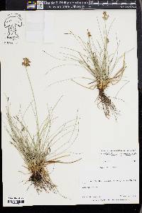 Fimbristylis cymosa image