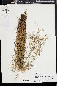 Fimbristylis decipiens image