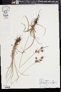 Fimbristylis dichotoma image