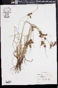 Fimbristylis dichotoma image