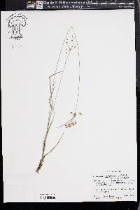 Fimbristylis dichotoma image