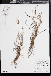 Fimbristylis dichotoma image