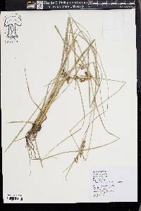 Fimbristylis dichotoma image