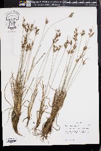 Fimbristylis dichotoma image