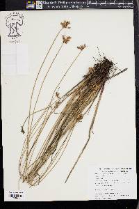 Fimbristylis ferruginea image