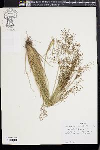 Fimbristylis miliacea image