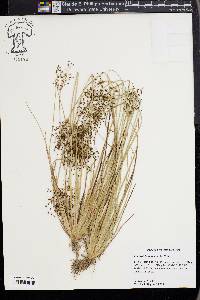 Fimbristylis miliacea image