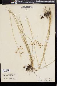 Fimbristylis puberula image