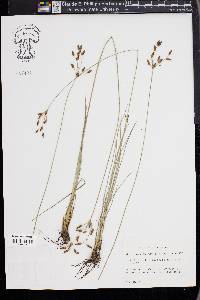 Fimbristylis puberula image