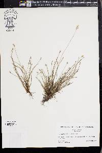 Fimbristylis schoenoides image