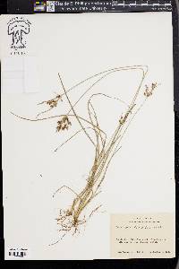 Fimbristylis tomentosa image