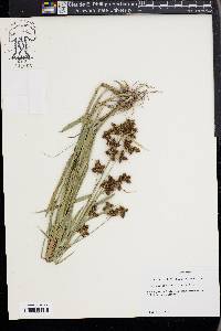 Fuirena breviseta image