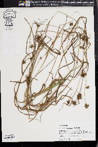 Fuirena squarrosa image
