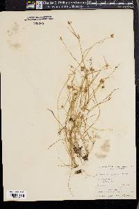 Fuirena squarrosa image