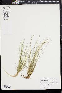 Isolepis carinata image