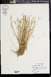 Isolepis carinata image