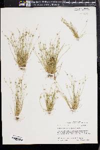 Isolepis carinata image