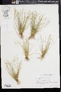 Isolepis carinata image