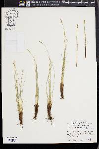 Carex borealipolaris image