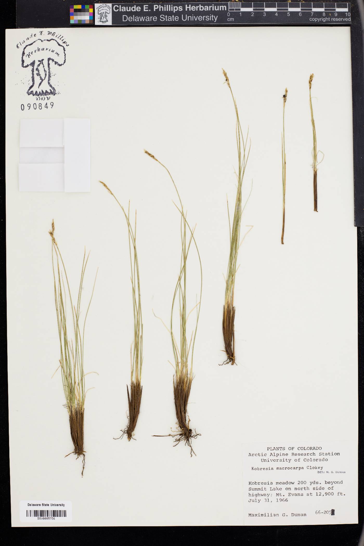 Carex borealipolaris image